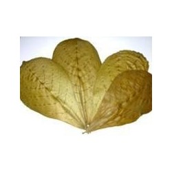 Hojas Terminalia Catappa - Almendro Indio 15 Hojas Clasificacion B 10 - 15 cms