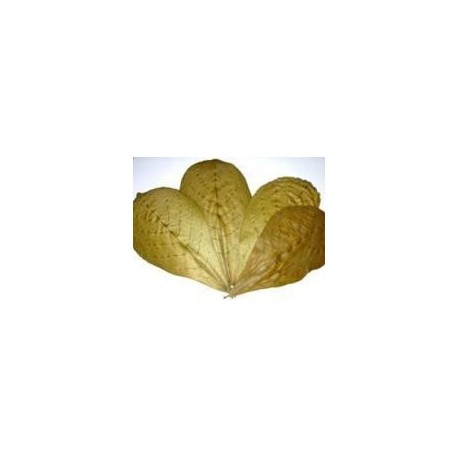 Hojas Terminalia Catappa - Almendro Indio 15 Hojas Clasificacion B 10 - 15 cms
